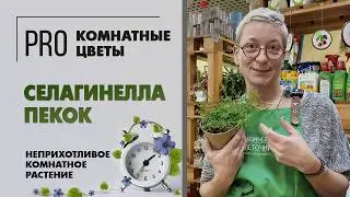 Селагинелла Пекок - неприхотливое почвопокровное комнатное растение. Уход, полив, пересадка.