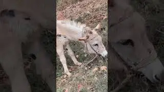African white mule in the zoo🌾#anime#shorts #video #shortvideo#ytshorts#love#reels#funny