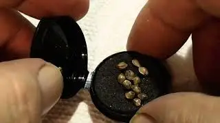 Kush Mints F2 (Rabid Hippy) - Seed Junky Unboxing