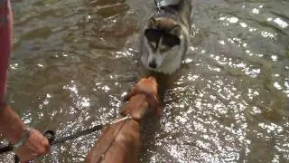 Tucker's 1st swim in Croton Pond-Part Deux