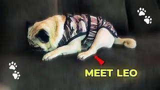 Meet Leo 🐶 | Life with Leo — Our Cute Pug 
