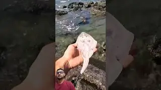 Inspiring Stingray rescue #stingray #animalrescue