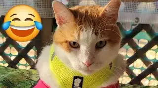 Cute Cats in Favorite Spots & Naughty Stalking 🐾 ASMR Purring + Soft Whispers)|#catlovers #funnycats