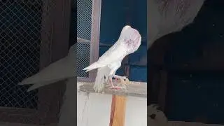 The Surreal World of English Pouter Pigeons