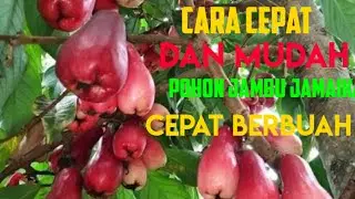 INI RAHASIANYA JAMBU JAMAIKA CEPAT BERBUAH