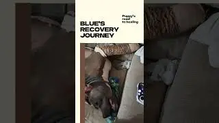 Blue's Recovery Journey