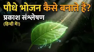 How plants make food | photosynthesis explained in hindi | plant science
