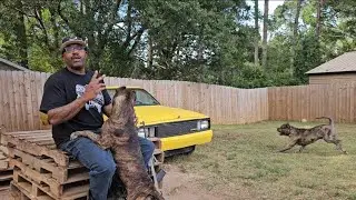 Самая сложная часть в жизни владельца/заводчика собак #americanedapresa