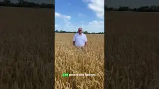 Improve Wheat Yields
