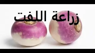 لفت - شلغم  طرق زراعة من بذرة حتى الثمرة Brassica حلقة 264
