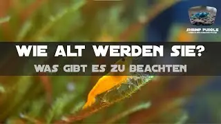 WIE ALT WERDEN GARNELEN / TIPPS F&Uuml;R EIN LANGES LEBEN
