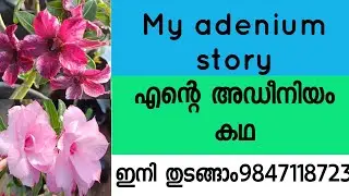 HOW TO GROW ADENIUM/ MY ADENIUM STORY