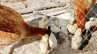 Albino parrot🦜anday🤔🥚?#birds #vlog #villagelife #pets #dailyvlog #dailyroutine #petvlog #daily #fyp 