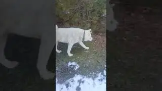 Wolf attack 🐺🥶 Wilmar baba gergin #alpha #snow #doğa #yayla #柴プー