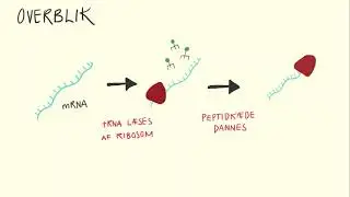 Genetik og molekylærbiologi - Translation | Biotech Academy