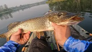 Northern Pike Fishing in Alaska, On the Hunt for a 45 in plus