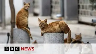 Thousands of cats die from Covid strain in Cyprus &ndash; BBC News