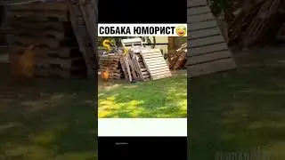 Собака шутник ))