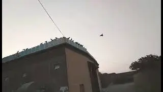 MORNING TIME BIRDS SOUND |CHACHRO THARPARKAR|