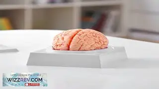 VEVOR Human Brain Model Anatomy 1:1 Life Size 9 Part Human Brain Anatomical Model