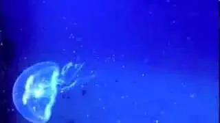 Jellyfish Feeding