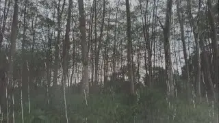 Rest and Recharge with the Healing Power of Tropical Rain Sounds and Nature Ambience