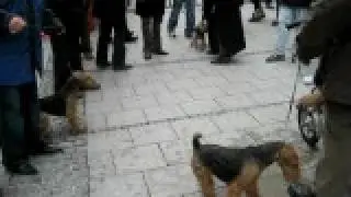 Munich Dogs