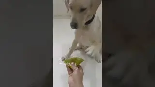 Jitna chota utna natkhat hai ye💋.#dog #navyfamily #labrador #navylove #navyboy #puppy #navy #doglove