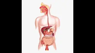 Human Mouth/Oral Cavity: Structure (by Dr Shibu George, St. Aloysius College, Edathua)