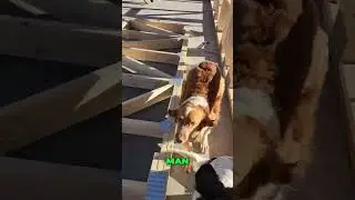 Ruby Roo's Daisy Adventure: Hilarious Dog Moments!