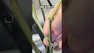 How to Low Stress Train Cannabis (LST) - Watch this and Stop Breaking Stems