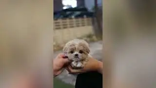 Корейские Микро Щенки в России на сайте www.micropet.ru