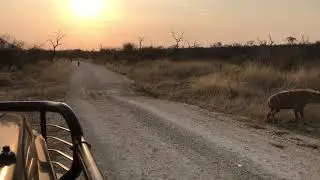 Madikwe Hyeana