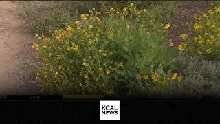 Fullerton Arboretum: SoCal Spotlight