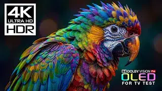 Masterpiece OLED TEST DEMO | 4K HDR 60FPS | Dolby Vision (8K/4K Video TV)