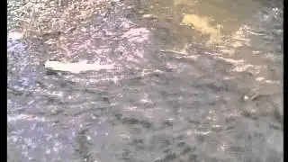 NZ Upstream Nymphing