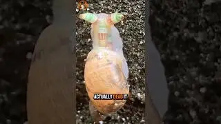Zombie Snail 🐌🧟