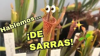 Generalidades y Cuidados: Sarracenias