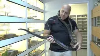 Reptile Reality tv ep.1-Ptyas carinatus