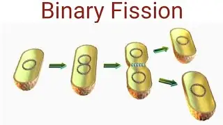 Binary Fission @biologywalesir #binary #fission #mothercell #daughter #cell #equal #bacteria