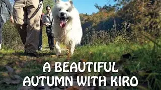 A beautiful autumn day with a wonderful dog