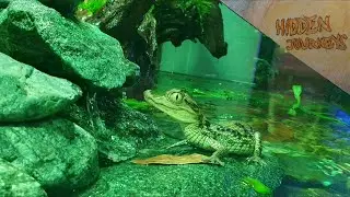 From marine tank to crocodilian enclosure, caiman habitat built 