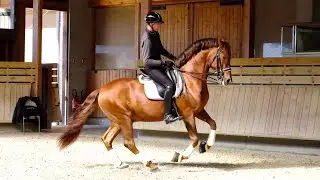 Comment avoir un cheval en équilibre au galop