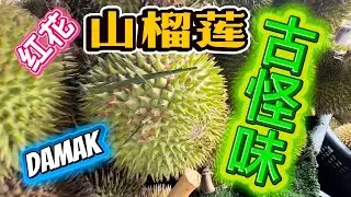 红花山榴莲！野生山榴莲！到吉隆坡！古怪味！芝麻味！猫屎味！甲虫味！奶味！提娜味！九味！气味！怪怪味！Damak 南麦 而连突，无农药，无虫药，无化肥，全部大自然！