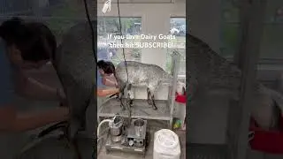 Dairy goats are life!