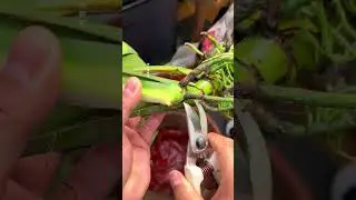 今晚不直播了，有点累了，感谢大家支持，会努力提升自己，感谢粉丝支持，一切尽在不言中，🙏🏻🙏🏻🙏🏻，谢谢大家#内容启发搜索 #蔓绿绒 #龟背竹