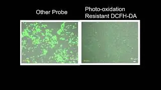 ROS Assay Kit &ndash;Photo-oxidation Resistant DCFH-DA-