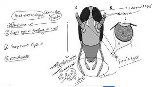 L 2 ON ARTHROPODA BY KAMAL NEPAL SIR...