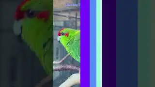 Relaxing Gaze At Cutest Things In Nature 4K 🐤