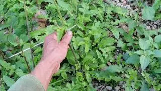 Wild mustard greens || Zalo: 0396761661